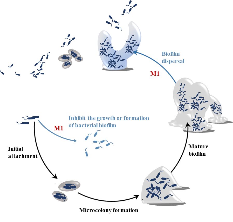 Diagram of D68 inhibiting early biofilm formation, then breaking up and dispersing mature bacterial biofilm