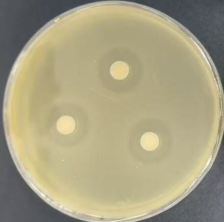Agar plate showing a clear inhibition zone against Vibrio